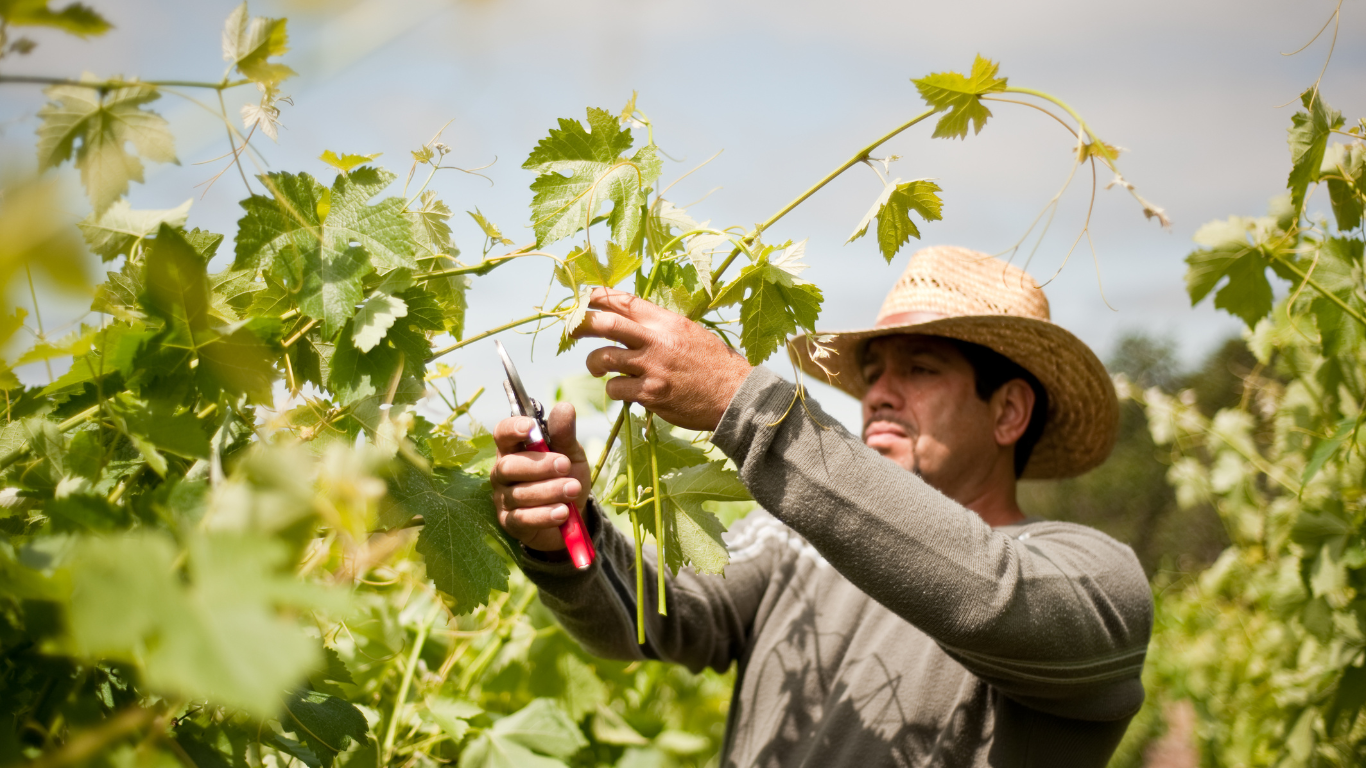 Guided by Generations: Strategic Consulting for Growers & Winemakers
